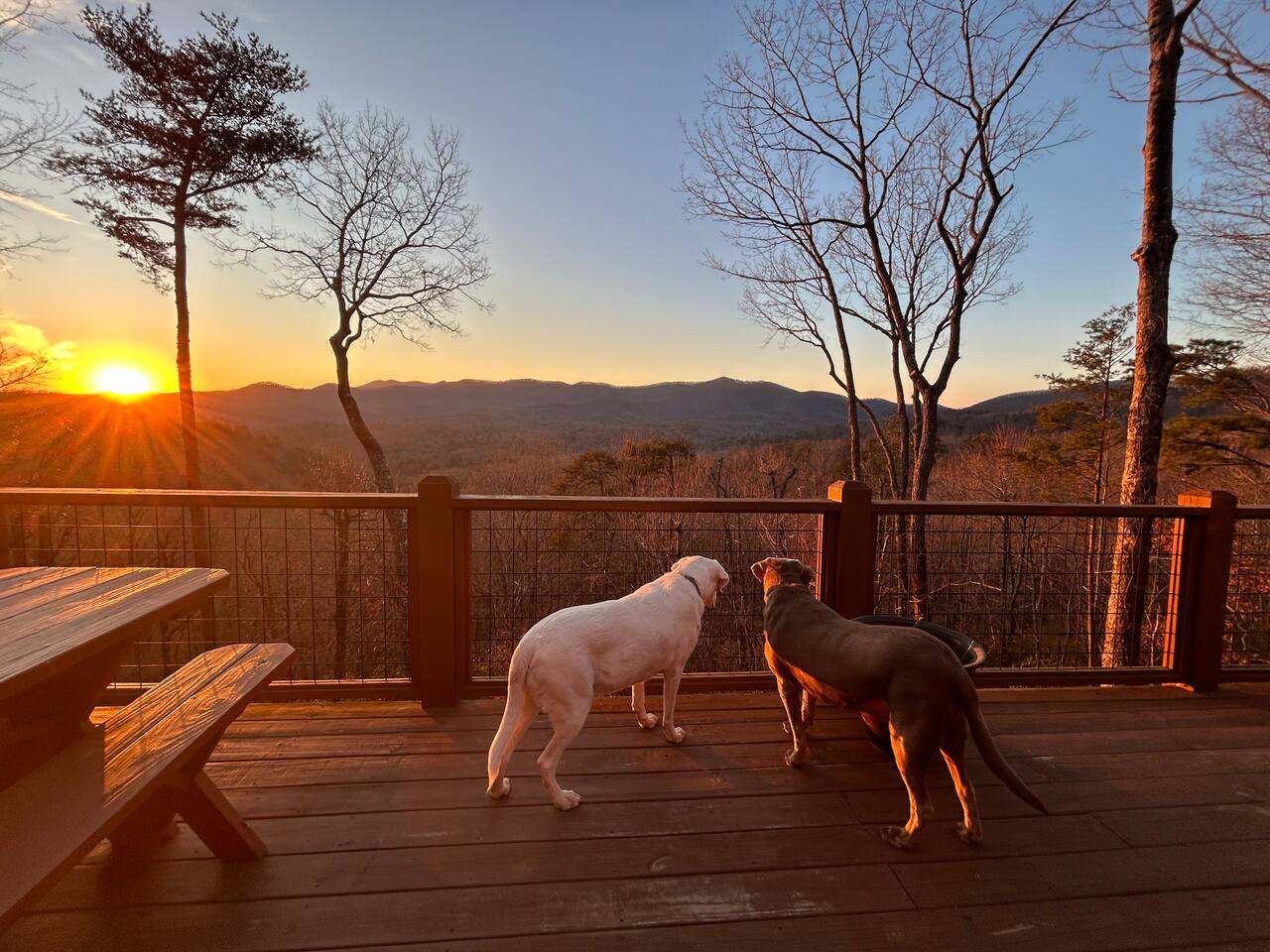 Fenced Yard *3 Dogs *Mountain View *Hike on site