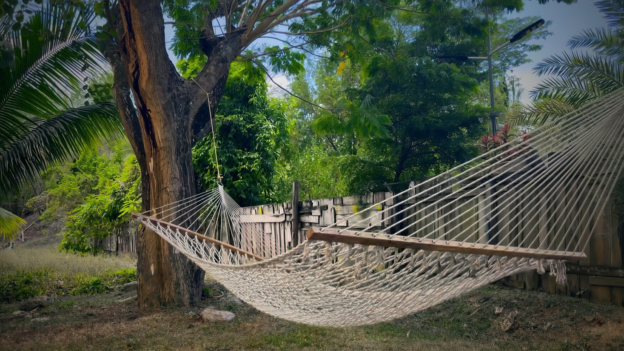 Hammock under the samaan tree