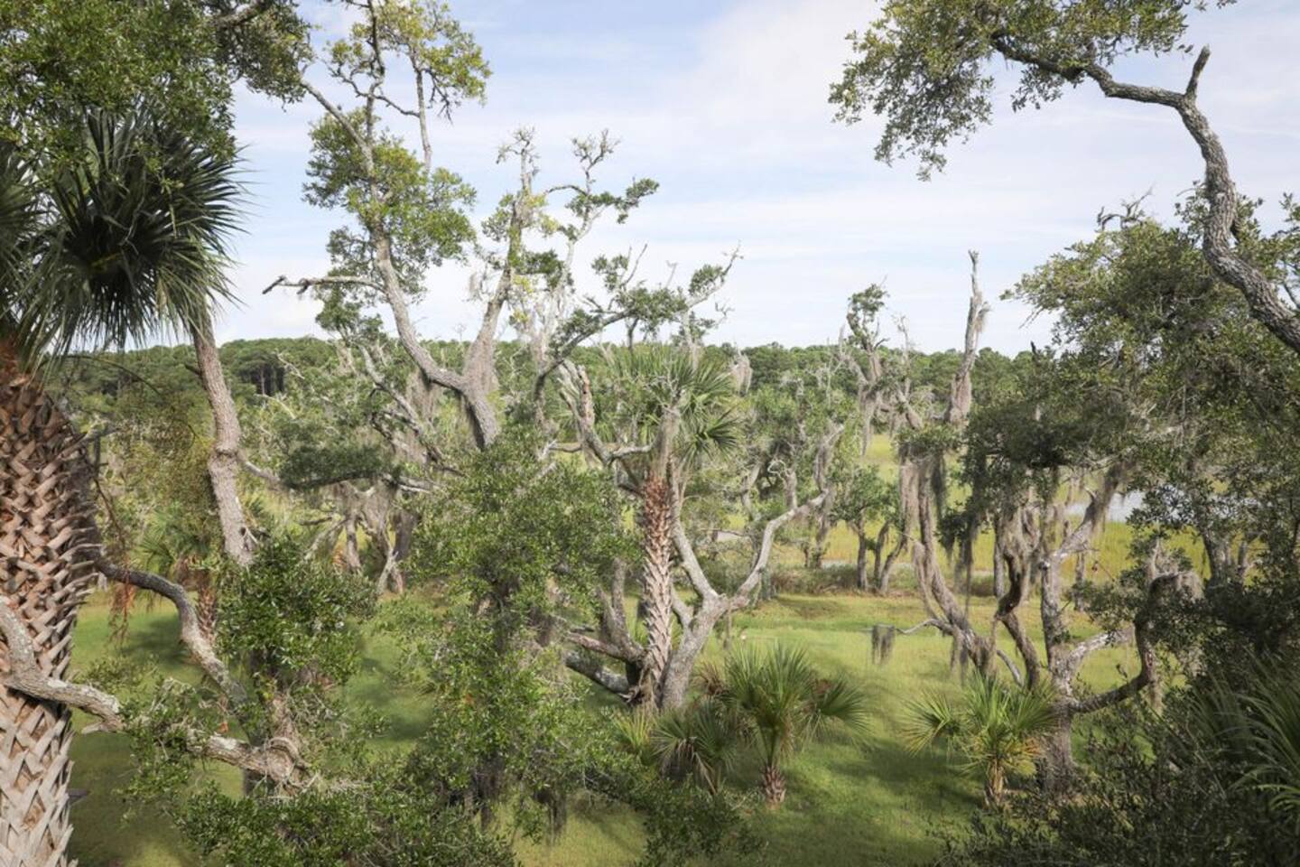 The Unique and Famous Jungle Sea Island Environment of Edisto