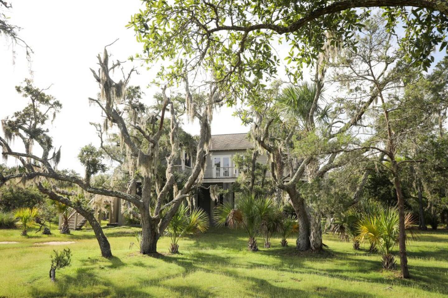Who Doesn't Love The Unique Flow Of Spanish Moss Draped From Picturesque Live Oaks? 

Feels Like A Great Setting For A Novel...