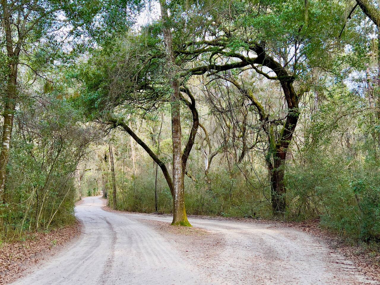 The JUNGLE Part of The Experience Starts Before You Even Get to The Gate

Don't Worry.  The SURF Part Is Not Far Behind 

Feel Free to Pause and Enjoy The Breadth of Some Of The More Impressive Grand Live Oaks Along The Driveway