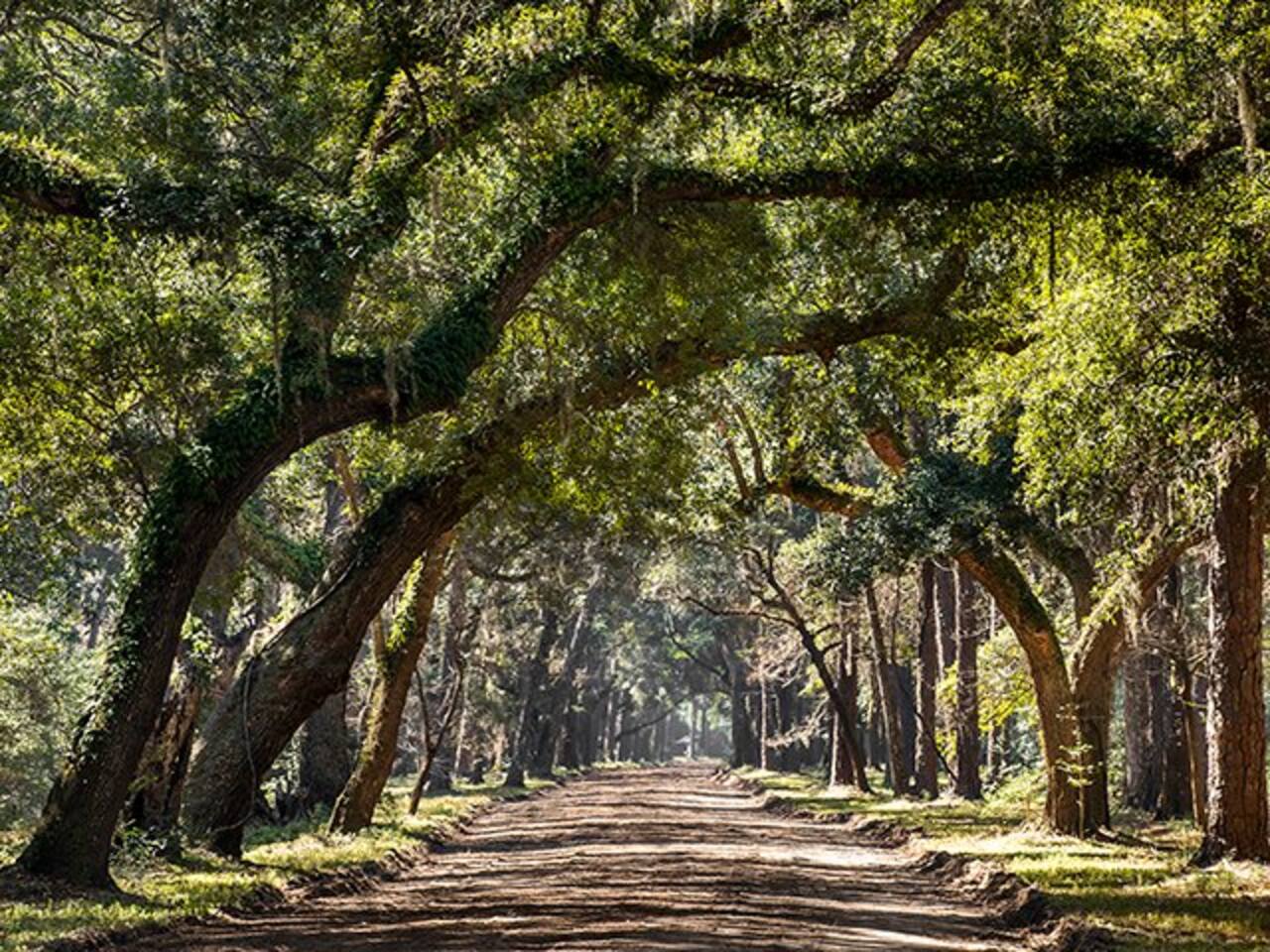 Famous Botany Bay Plantation & It's Iconic Southern Entrance

-3 minutes from the neighborhood