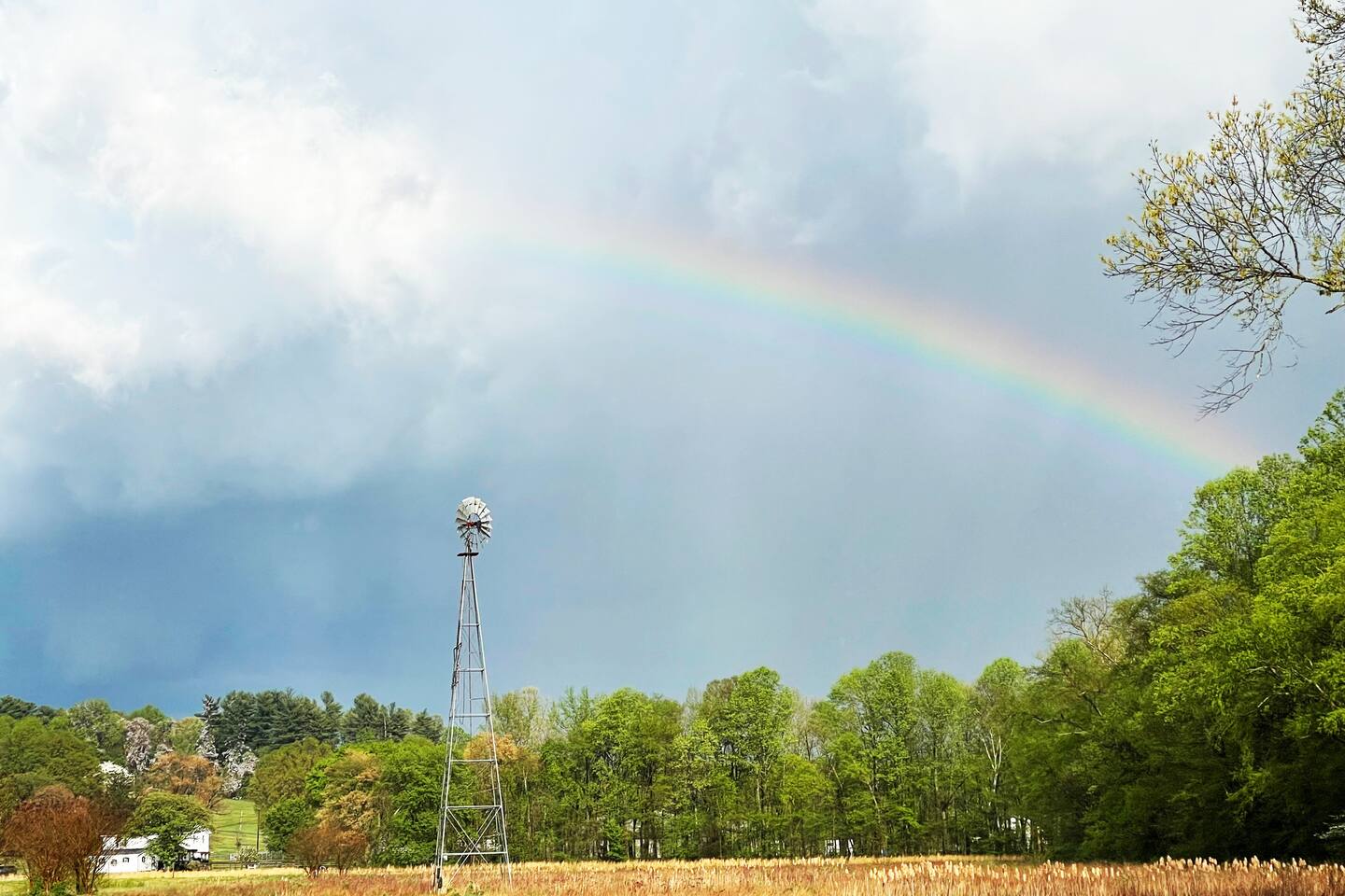 Mini Cow Cuddling - Chic Farmstay Animal Sanctuary