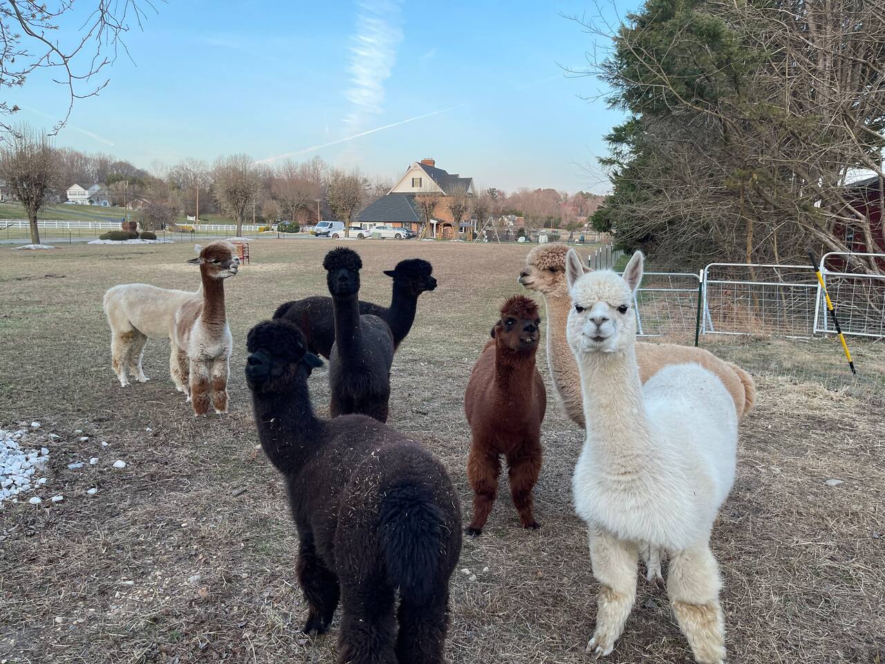 Joy Family Suite - Farmstay Alpacas Emus Goats