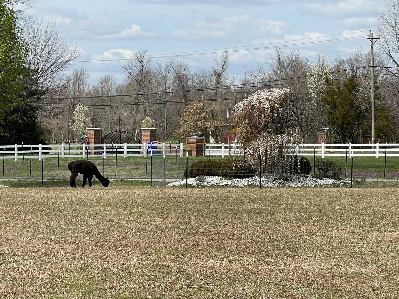 Elation Suite w/ Views of Pond & Petting Zoo