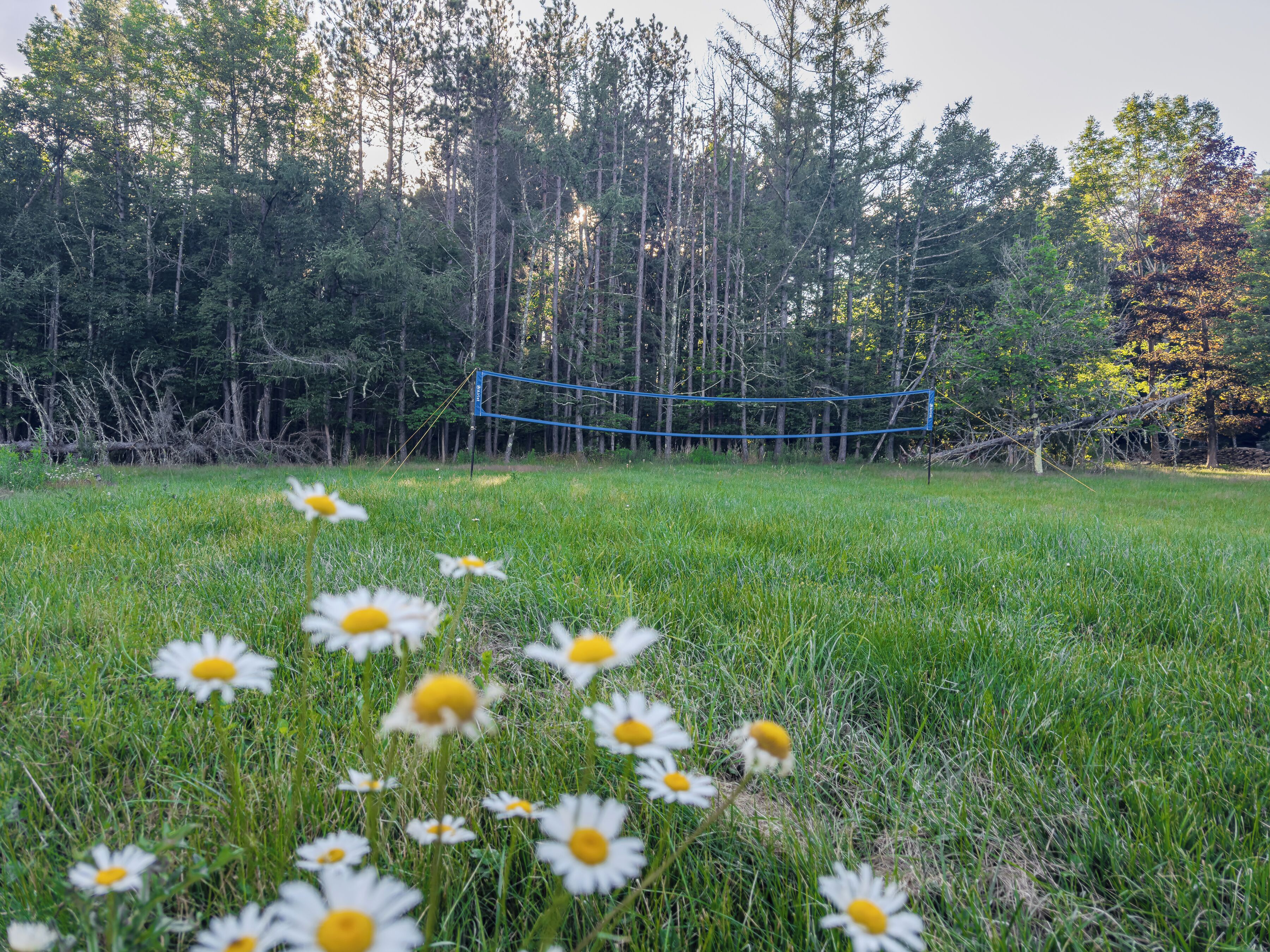 Private grassy yard with volleyball net and peaceful woodland views