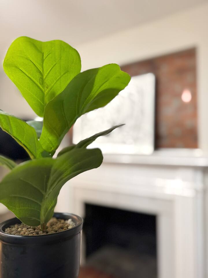 Spring Street Suites C | QUEEN Stylish 3BD/1BA Apt