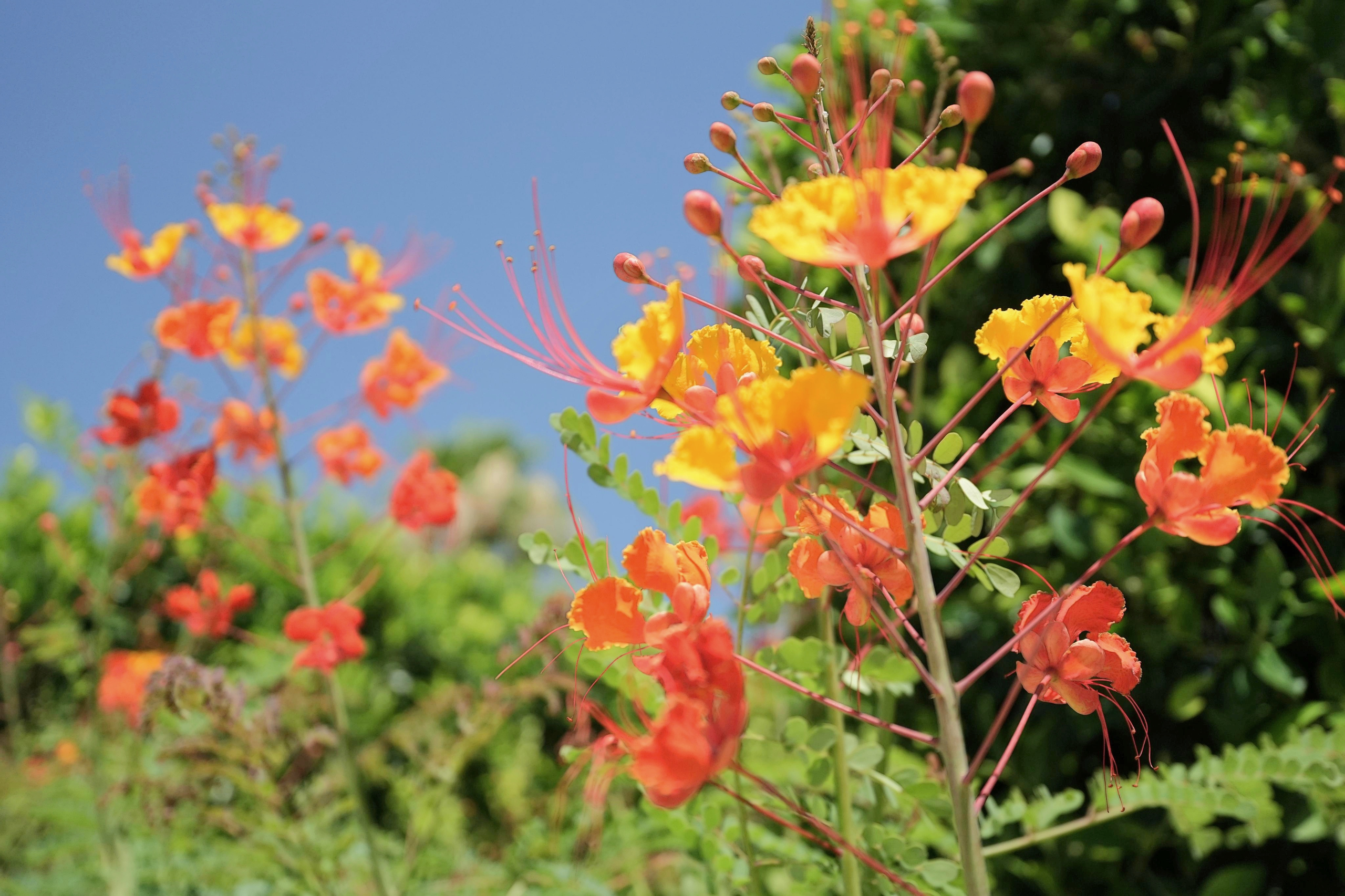 Vibrant tropical blooms add color and charm to the outdoor space