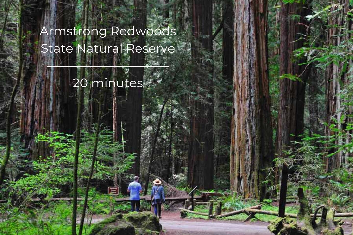 Nature lovers and hikers will be immersed in the tranquility and awe-inspiring beauty of ancient redwoods.
