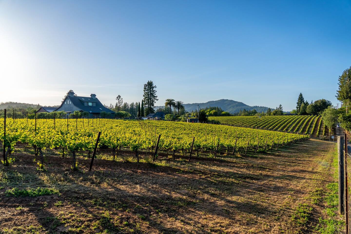 Explore the sprawling ranch with friends, enjoying the wide-open spaces, rolling vineyards, and the sense of freedom that comes with it.