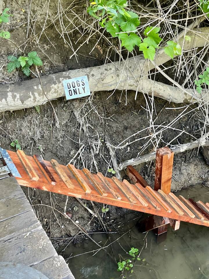 Dog Ladder for your fury friends. 