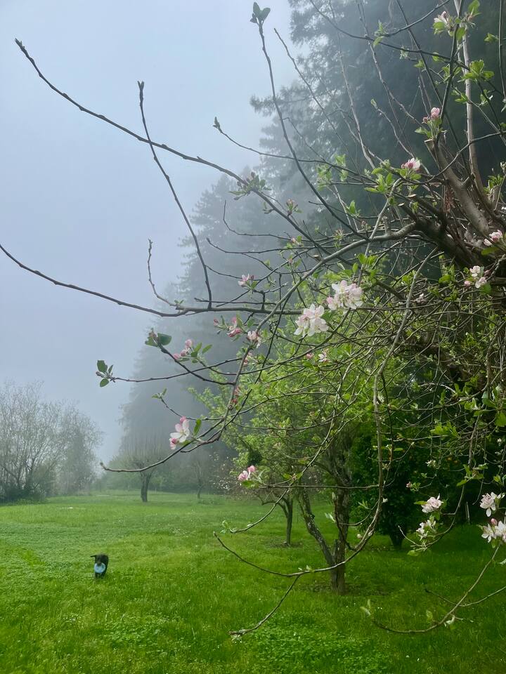 Take a peaceful stroll with your furry friend through the surreal and scenic outdoors that surround the home.