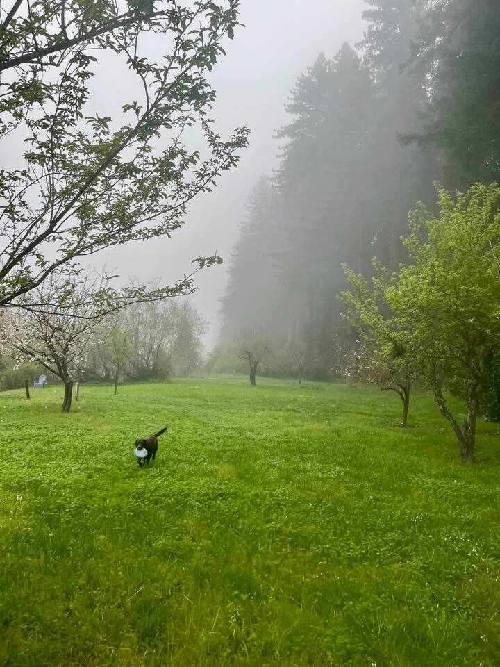 Step outside and explore the surreal beauty of nature with your furry friend by your side, creating memories in this stunning environment.