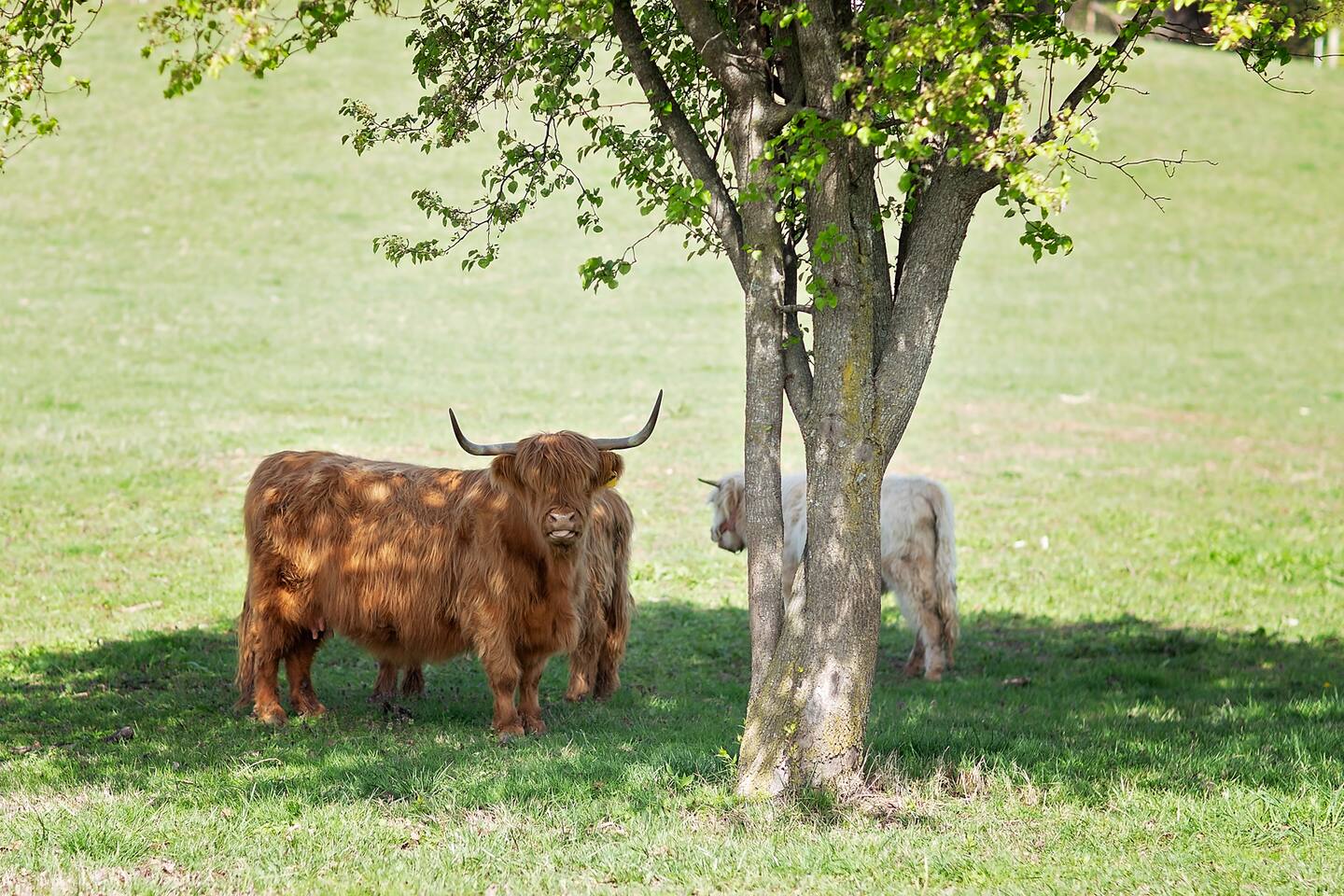 FishHouse Highland Cows FARM STAY Tinyhome Catfish