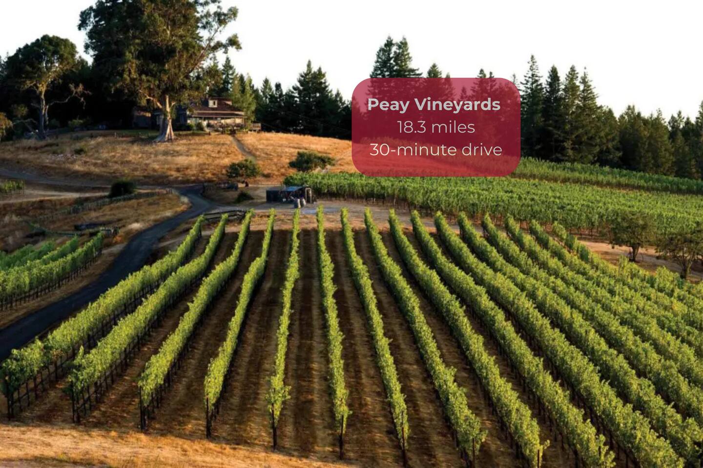 "The location was perfect for wine lovers. Peay Vineyards is a must-visit!" - Anaya