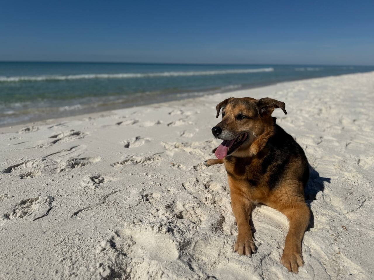 Dog-friendly beach days