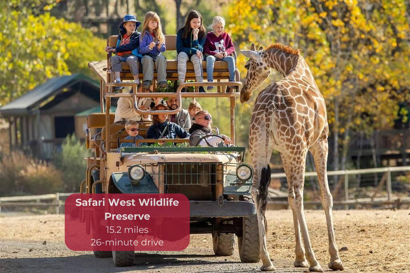 Embark on an African safari adventure right in Sonoma at Safari West Wildlife Preserve.