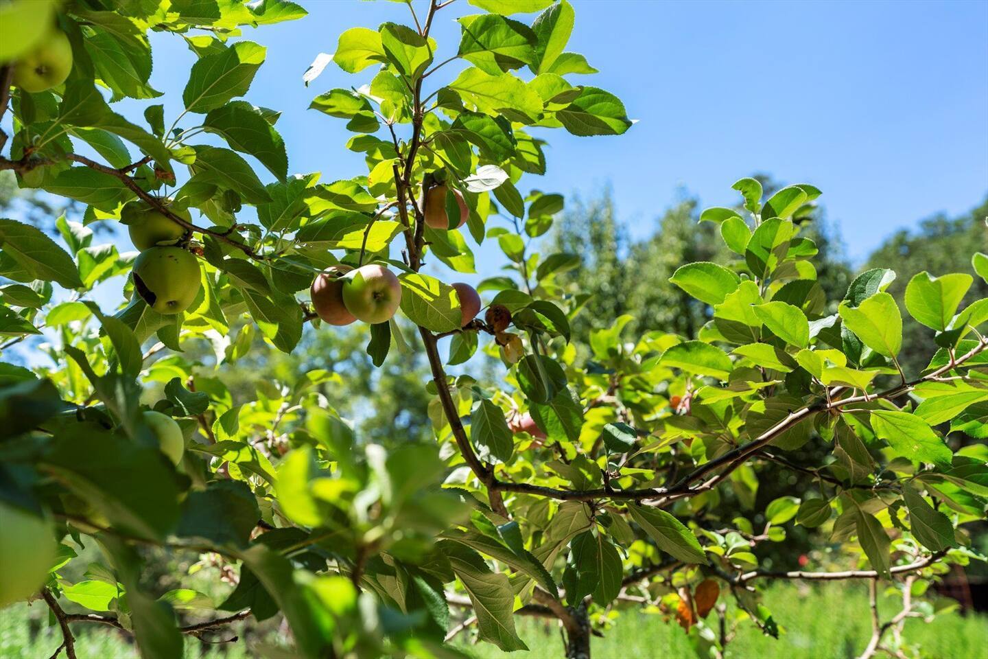 Embrace nature's bounty! The property is surrounded by fruit-bearing trees, inviting you to pick fresh fruits and enjoy a delicious, refreshing bite during your stay. Indulge in the natural beauty and flavors right at your doorstep!