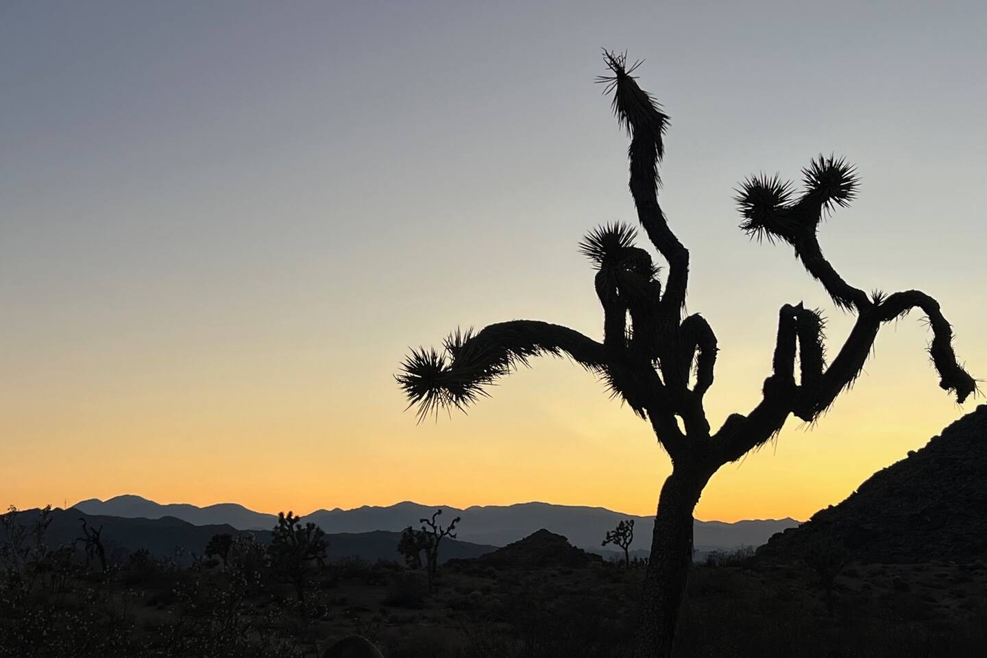 The Desert Dreamcatcher - COMING SOON!
