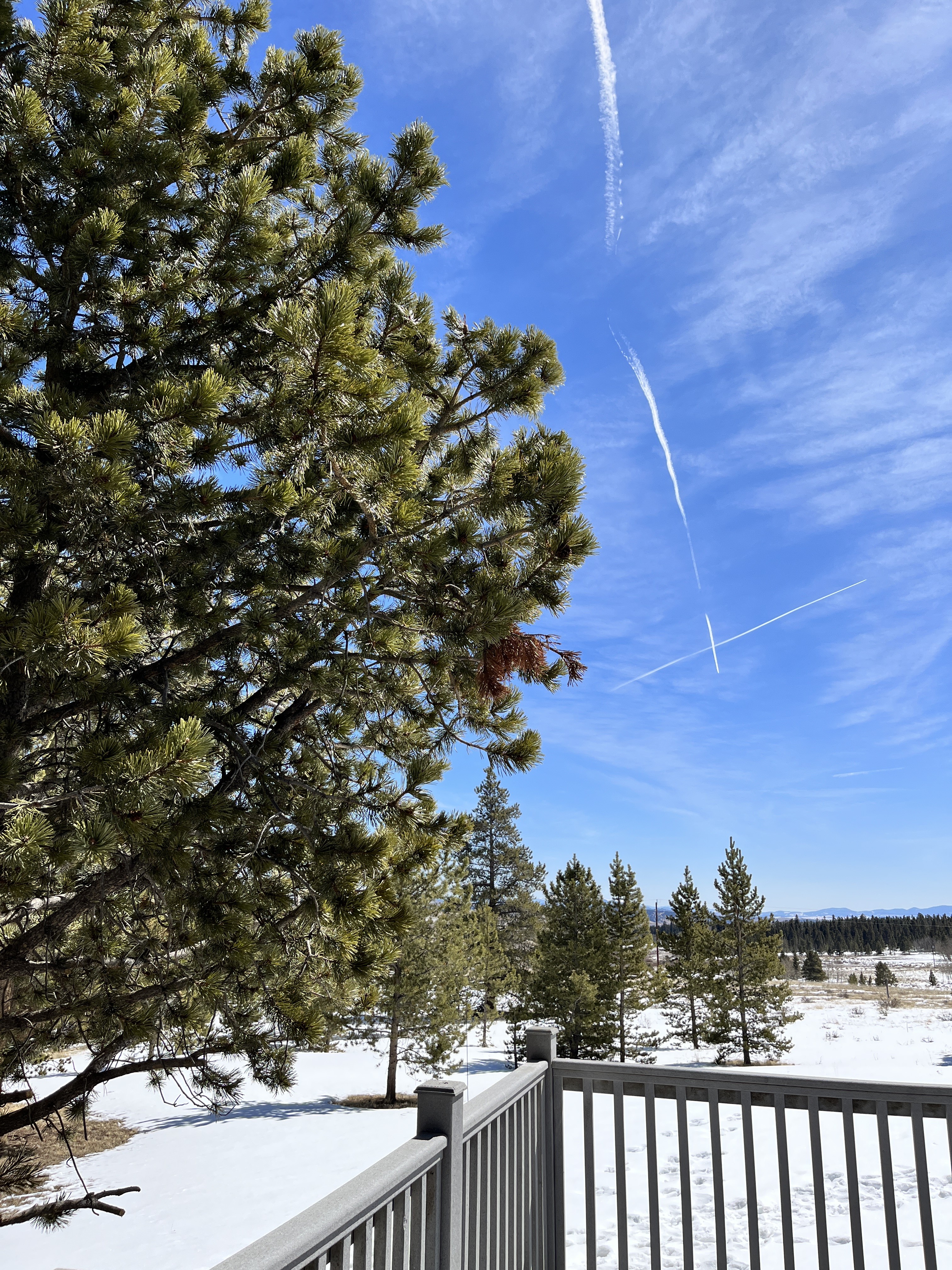 Snowy mountain-view deck with towering pines and bright blue skies