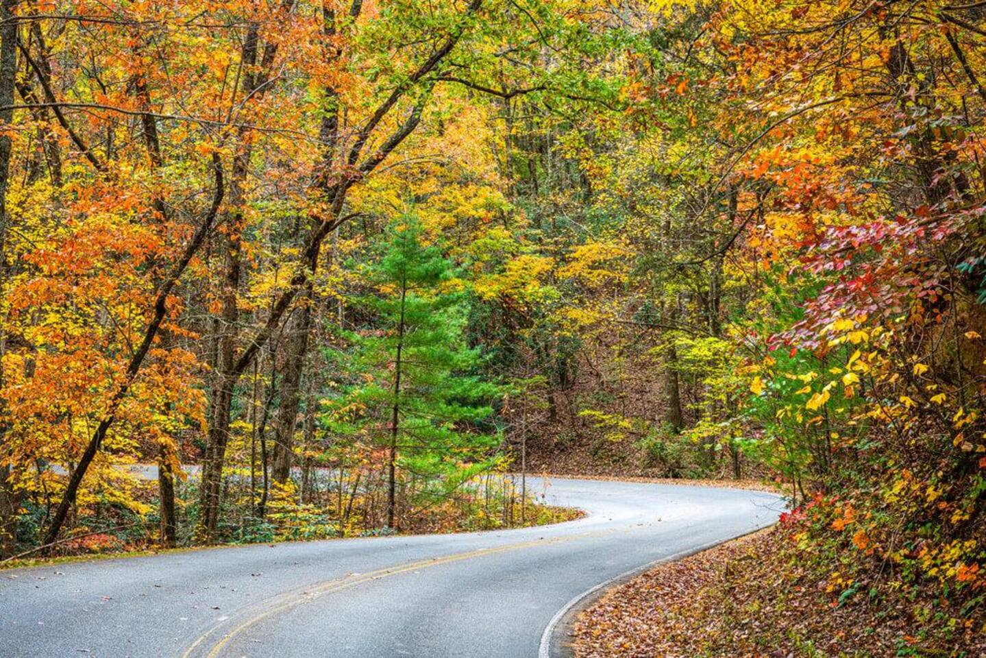 Fall leaves in Helen, GA