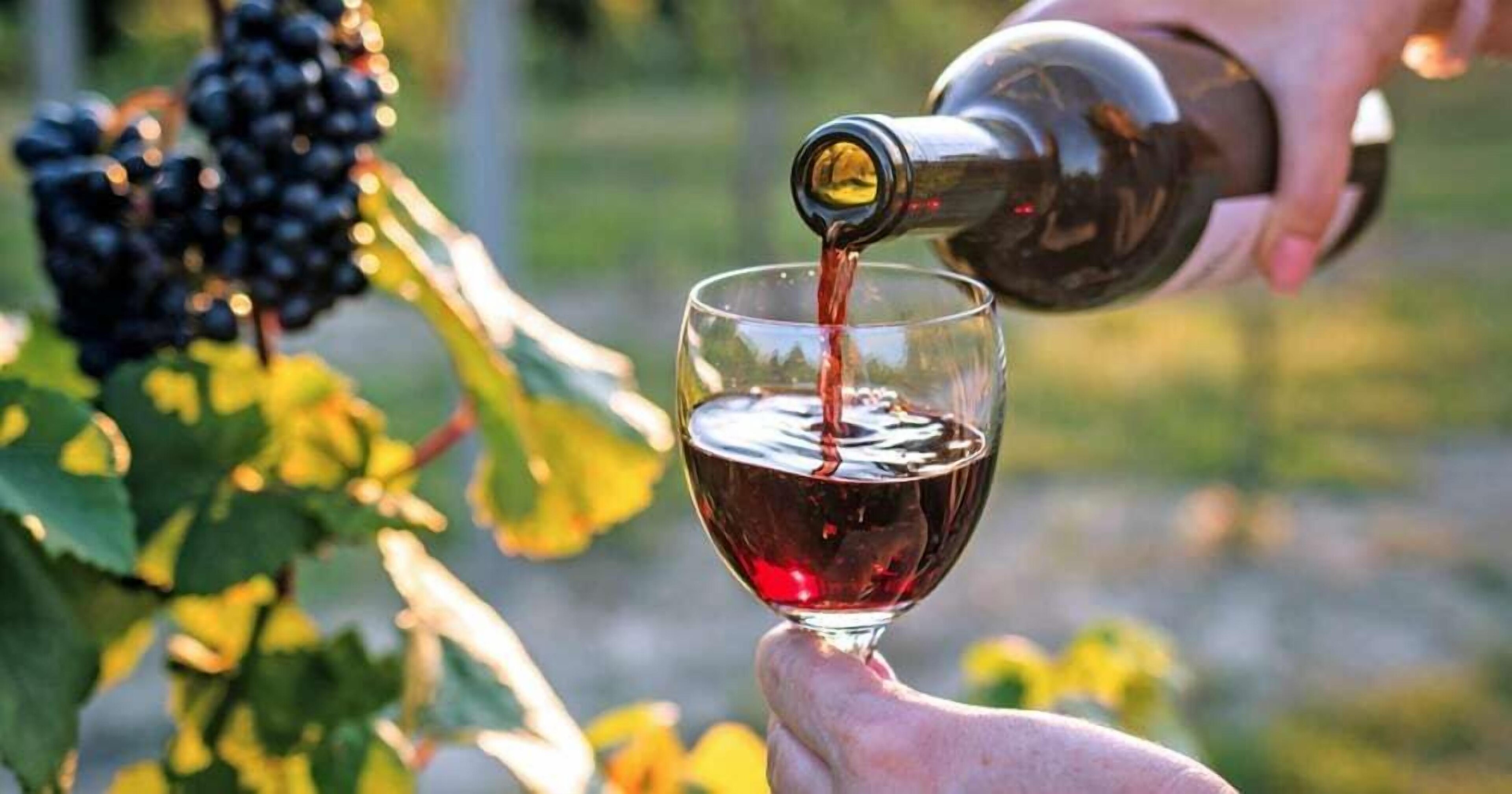Multiple local wineries can be found within a 15 minute drive