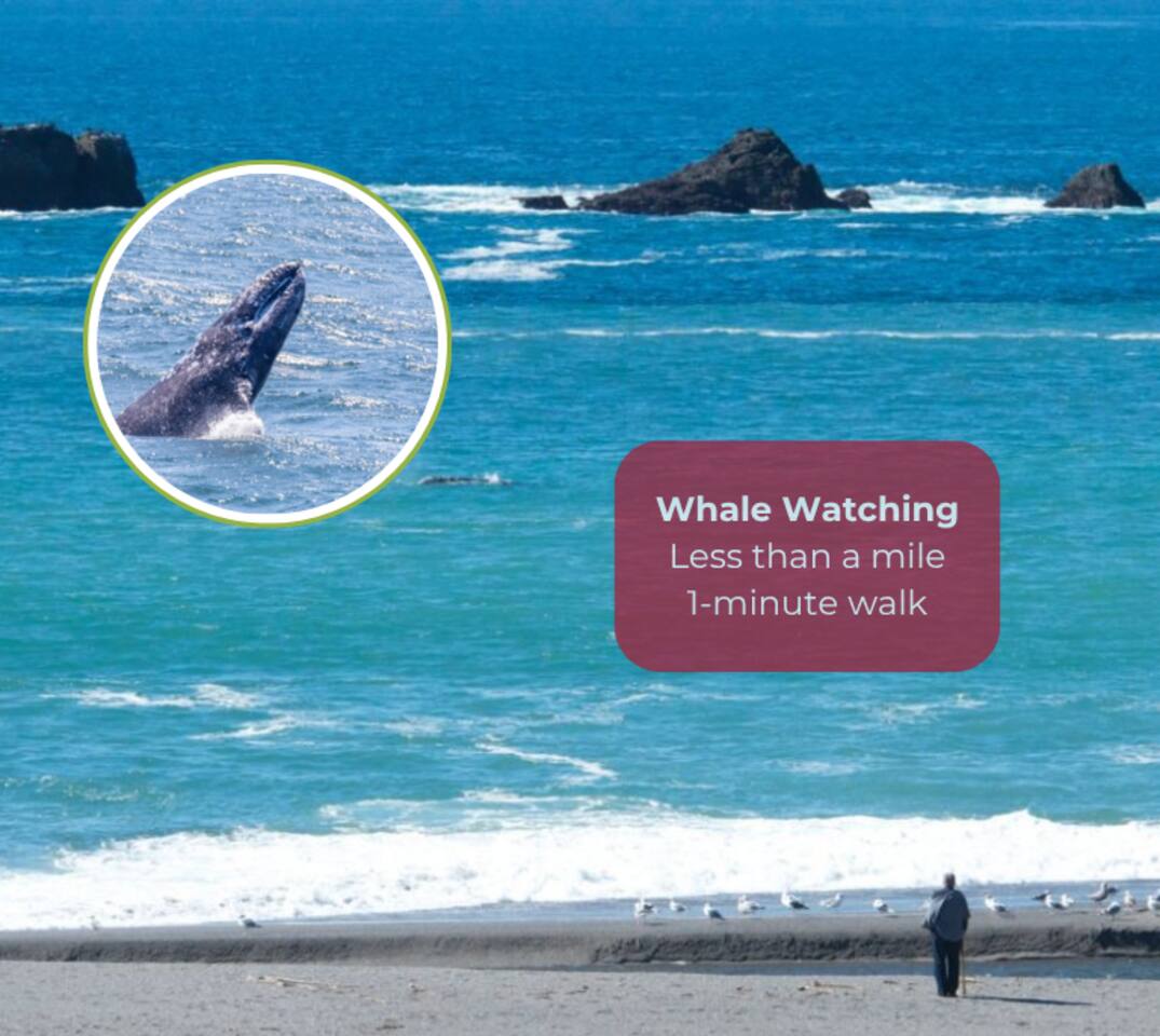 Catch the thrill of spotting whales along the coast during seasonal migrations.