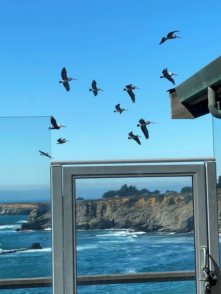 Watch pelicans soar past your window — nature’s show on full display.