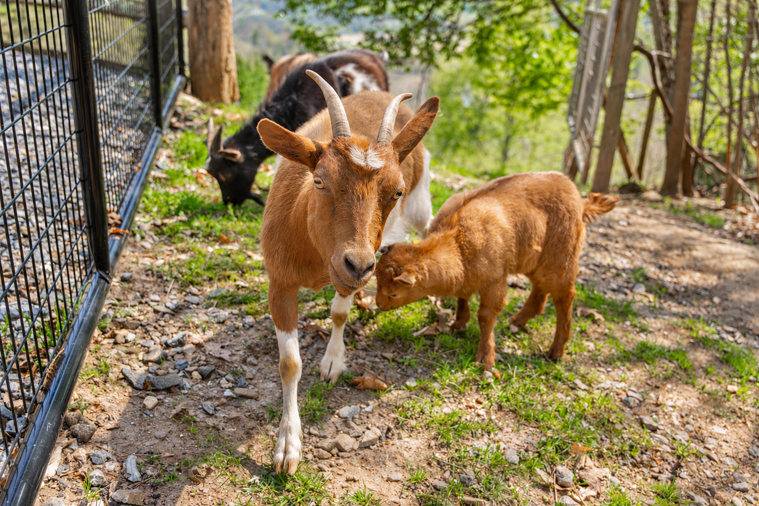 Baby Nutella (Telly, born Feb. 2024) and her Momma Sugar.