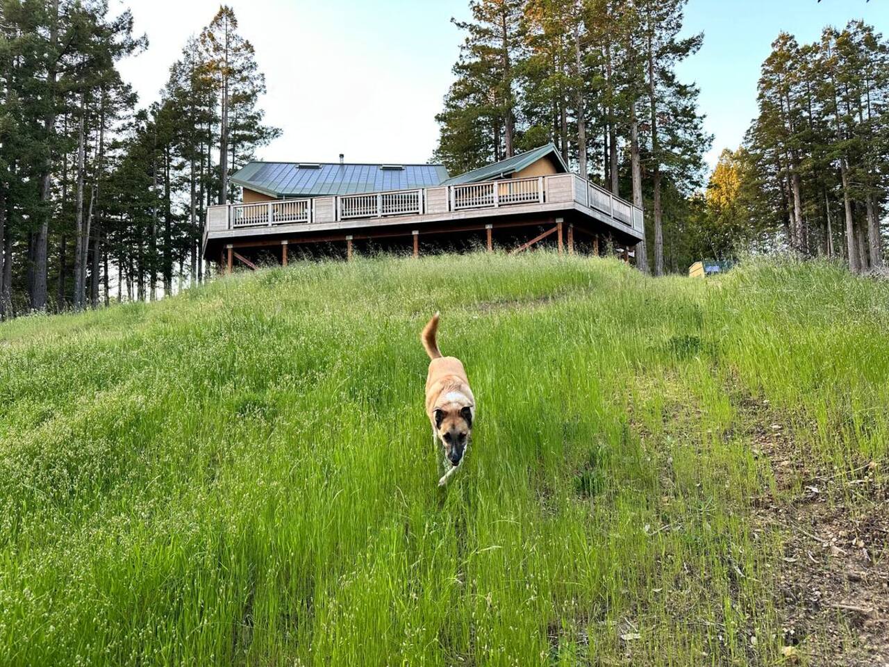 Open meadow space — perfect for stretching out and enjoying nature.