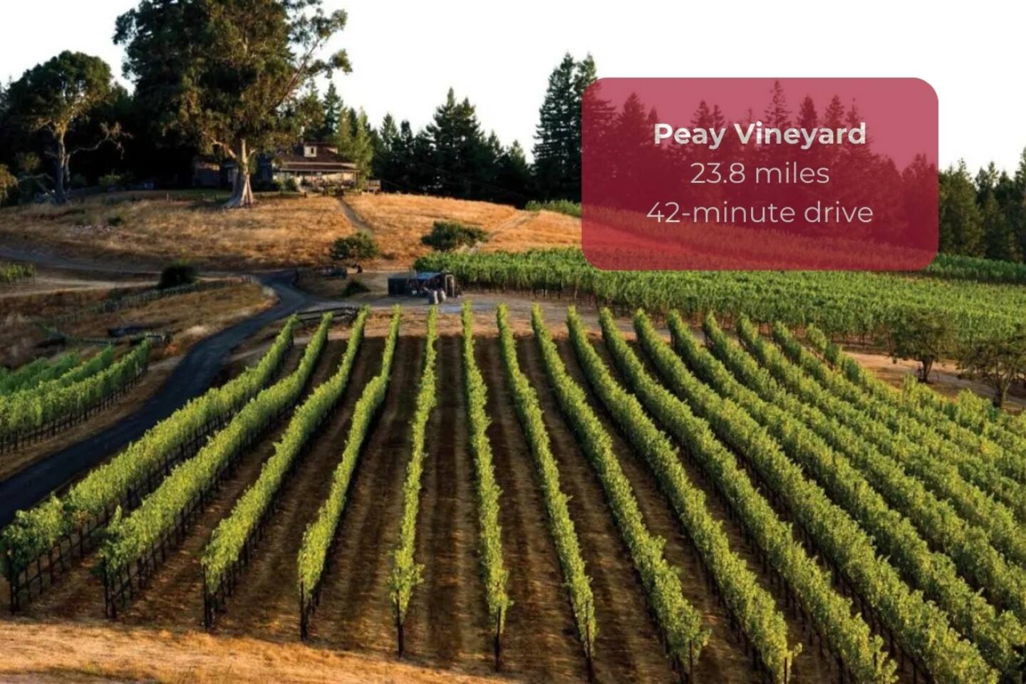 Sip and savor local wines at Peay Vineyards.