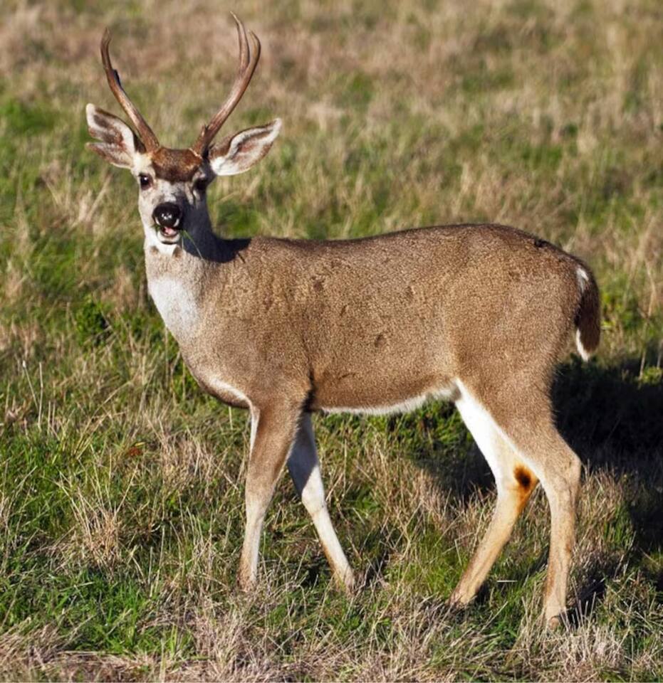 Friendly deer posing for a photo - one of many deer sightings…				