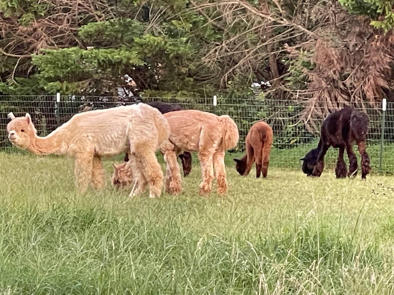 RV Camping w/ Animals & Spa Services @ Deep Creek