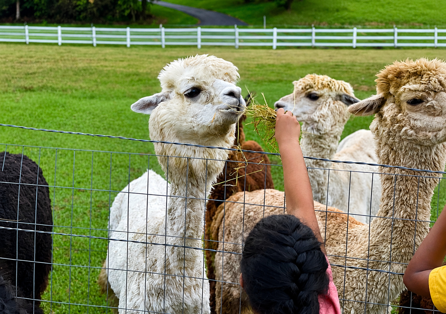 RV Camping w/ Alpacas @ Deep Creek Lake