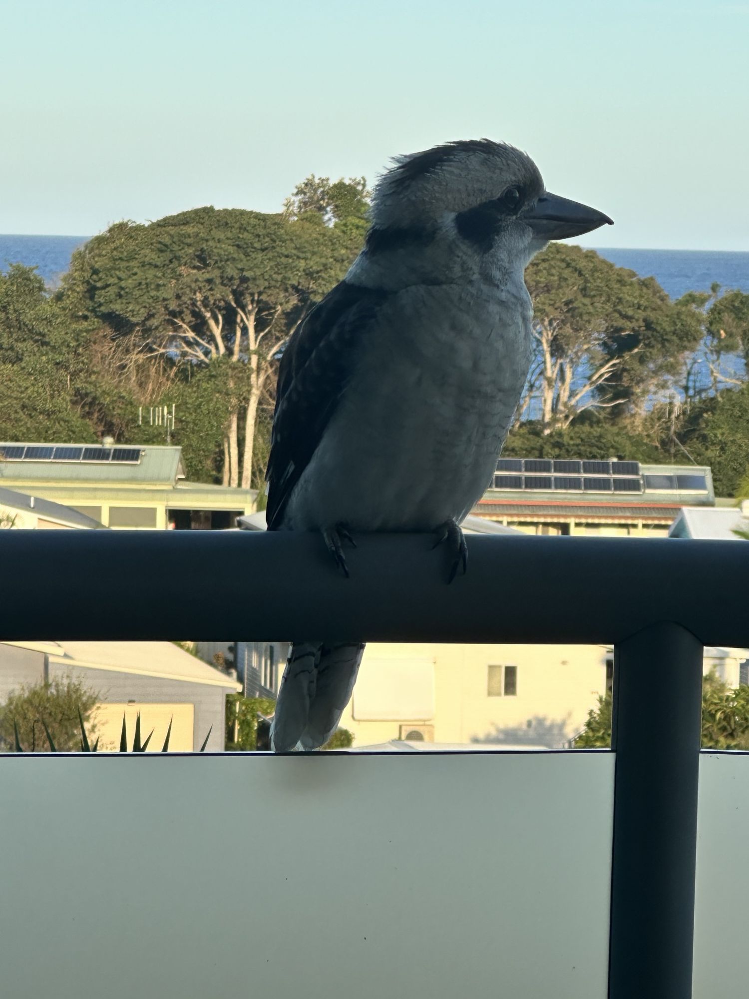 Wake up to morning visitors on your balcony