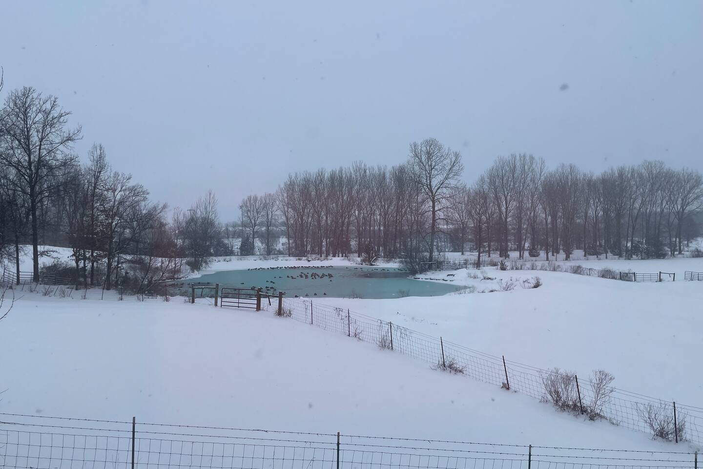 Backyard view in the winter