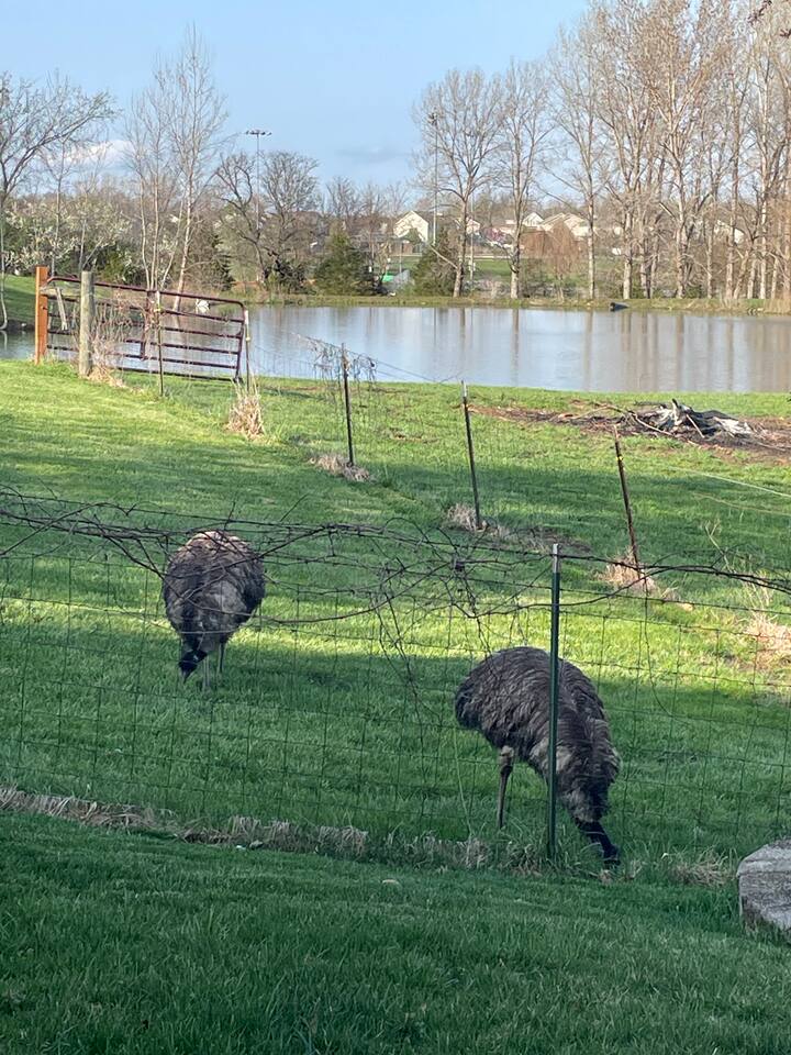 Emus from the farm like to visit - they enjoy eating cut up apples if you would like to feed them