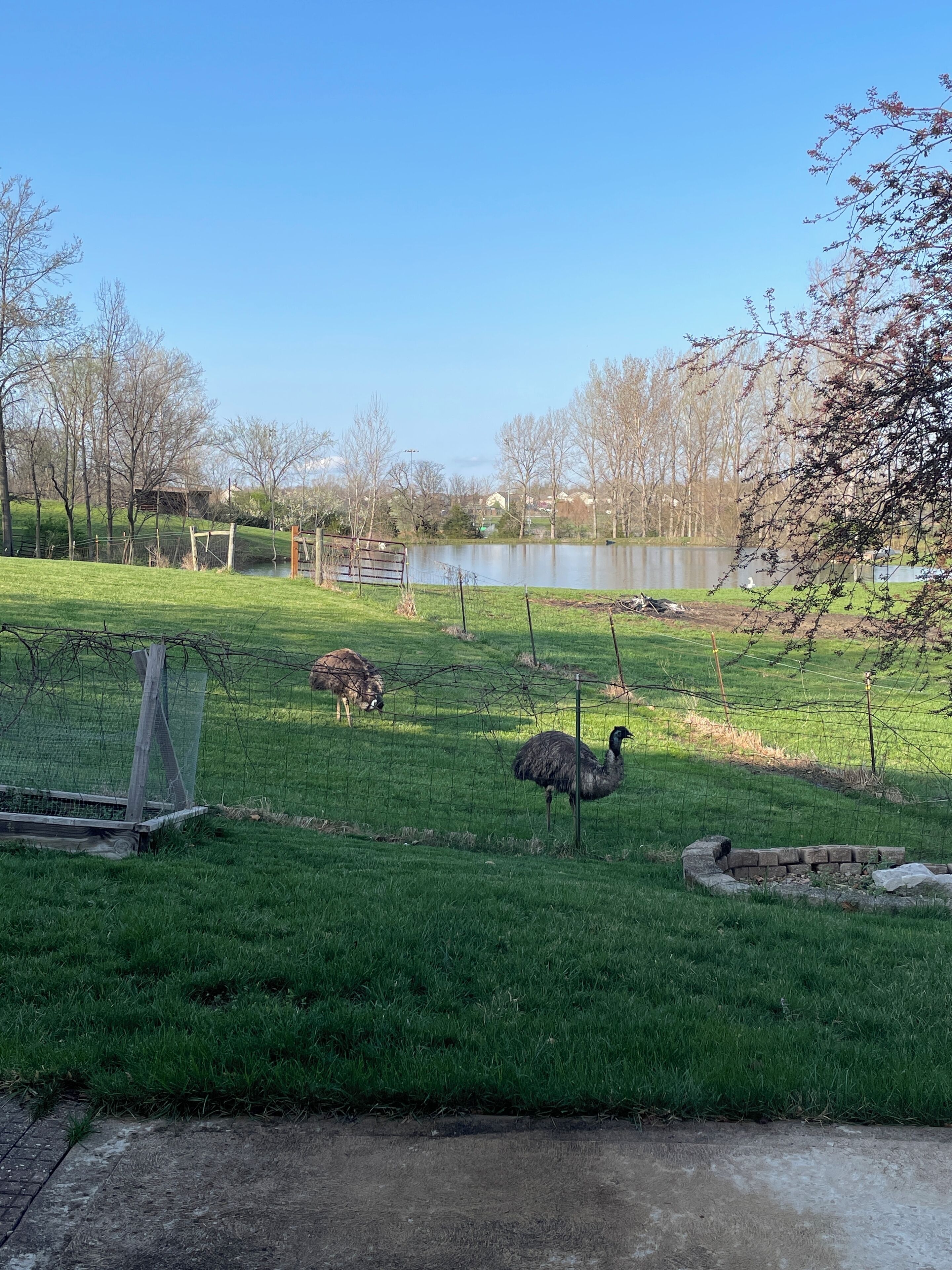 Emus visiting from the farm