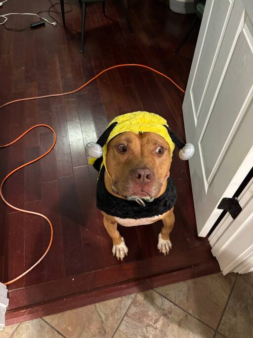 Redbird House Walking Distance to Augusta National