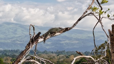 Alleia at Surfside Retreat Playa Grande