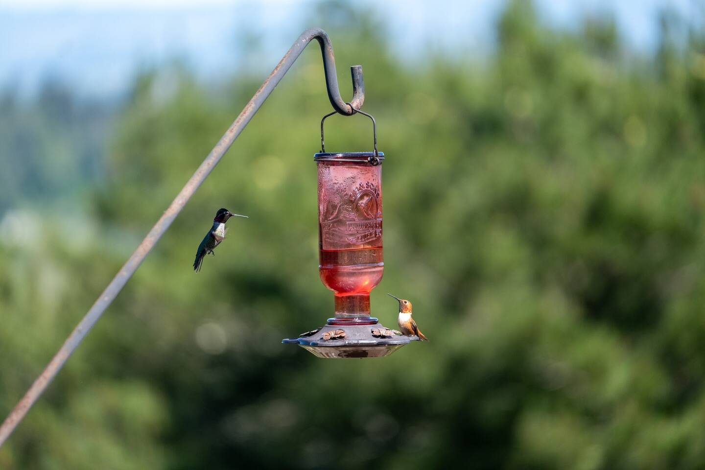 Hummingbirds will keep you company during your stay here. 