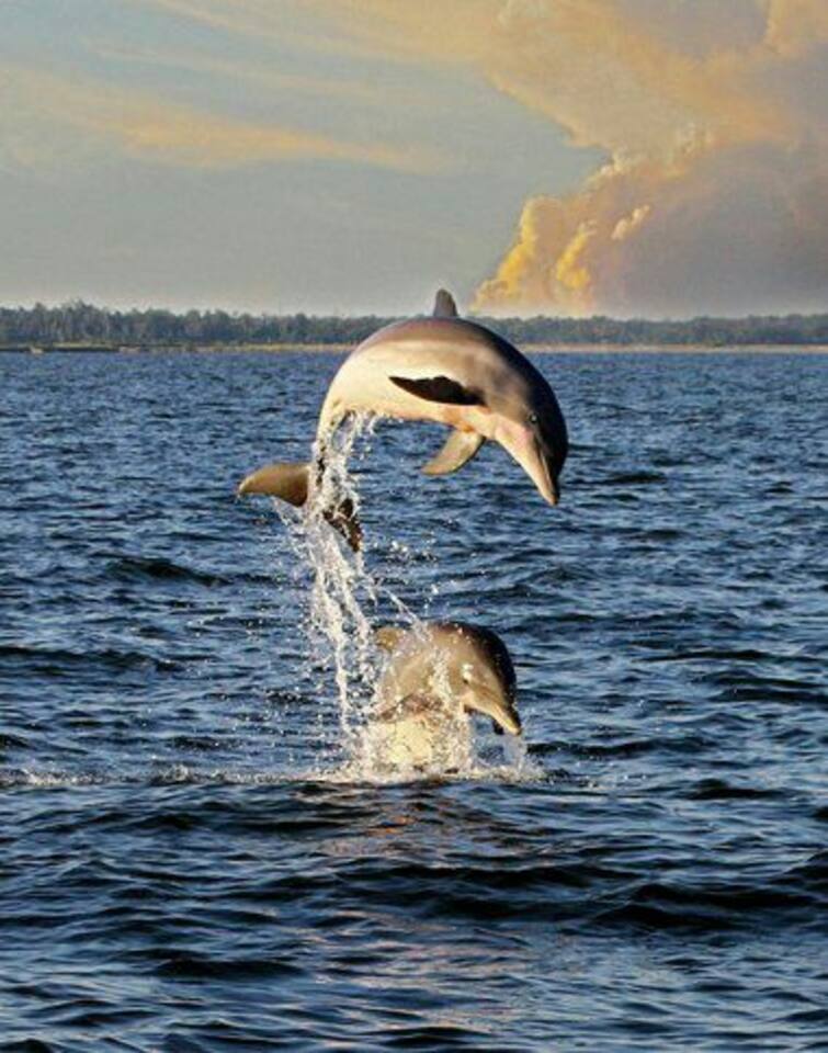 Experience the wonder of nature right in our backyard — just a 30min drive from the property, Dauphin Island offers incredible dolphin-watching opportunities. Whether you're on a boat tour or catching glimpses from the shoreline, sightings like these
