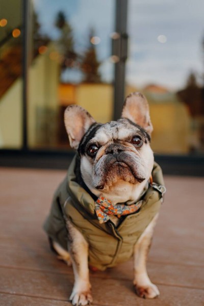 Camp Alpine is dog-friendly