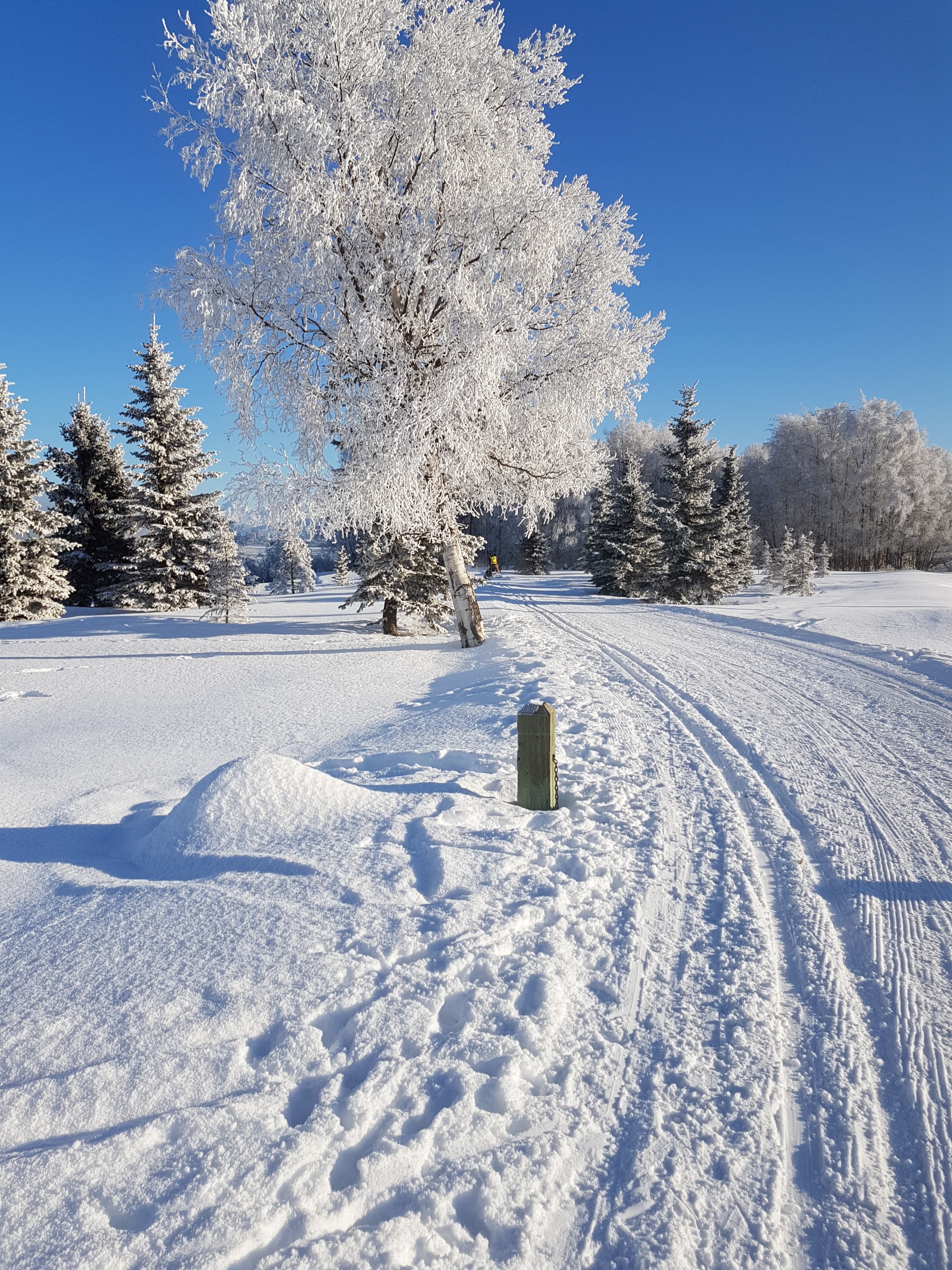 Scenic snowy trail with frosted trees and crisp winter views