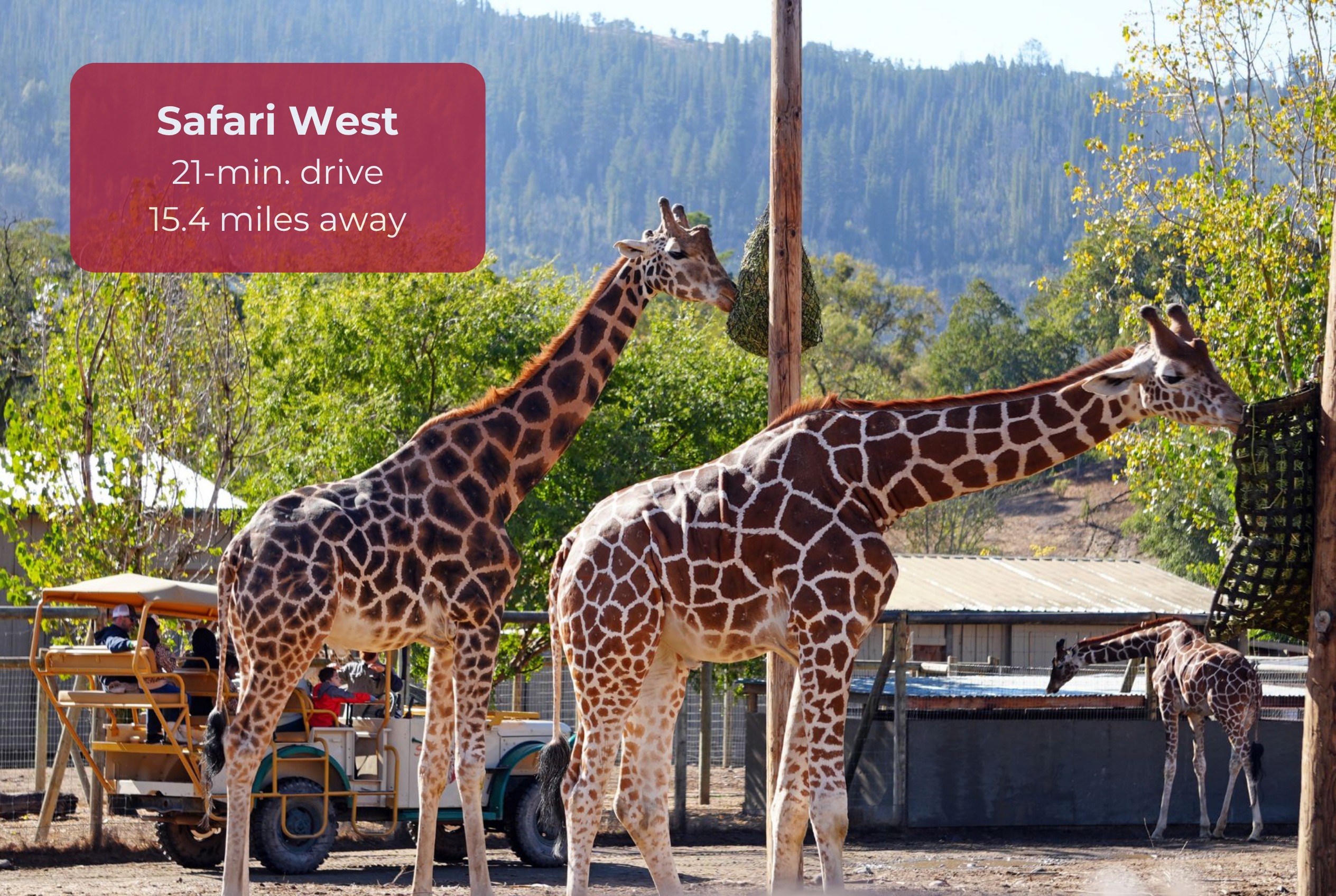 Safari West just 21 minutes away for an unforgettable wildlife adventure