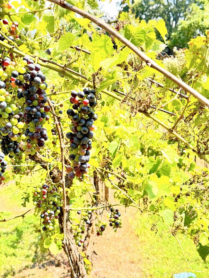 Jonesborough Vineyards — Jonesborough, TN
