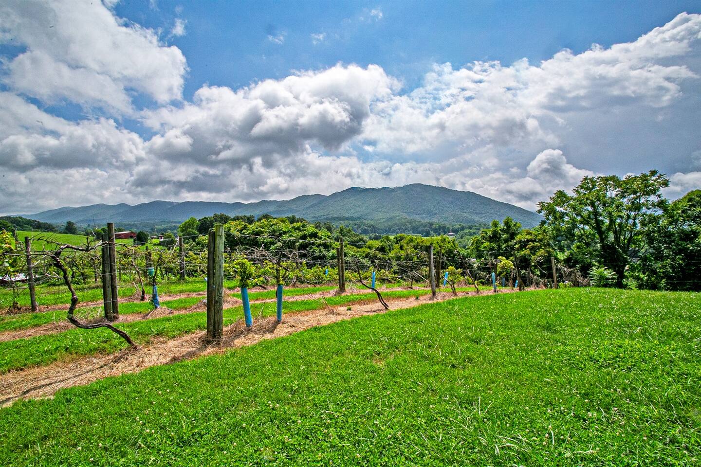 Jonesborough Vineyards — Jonesborough, TN