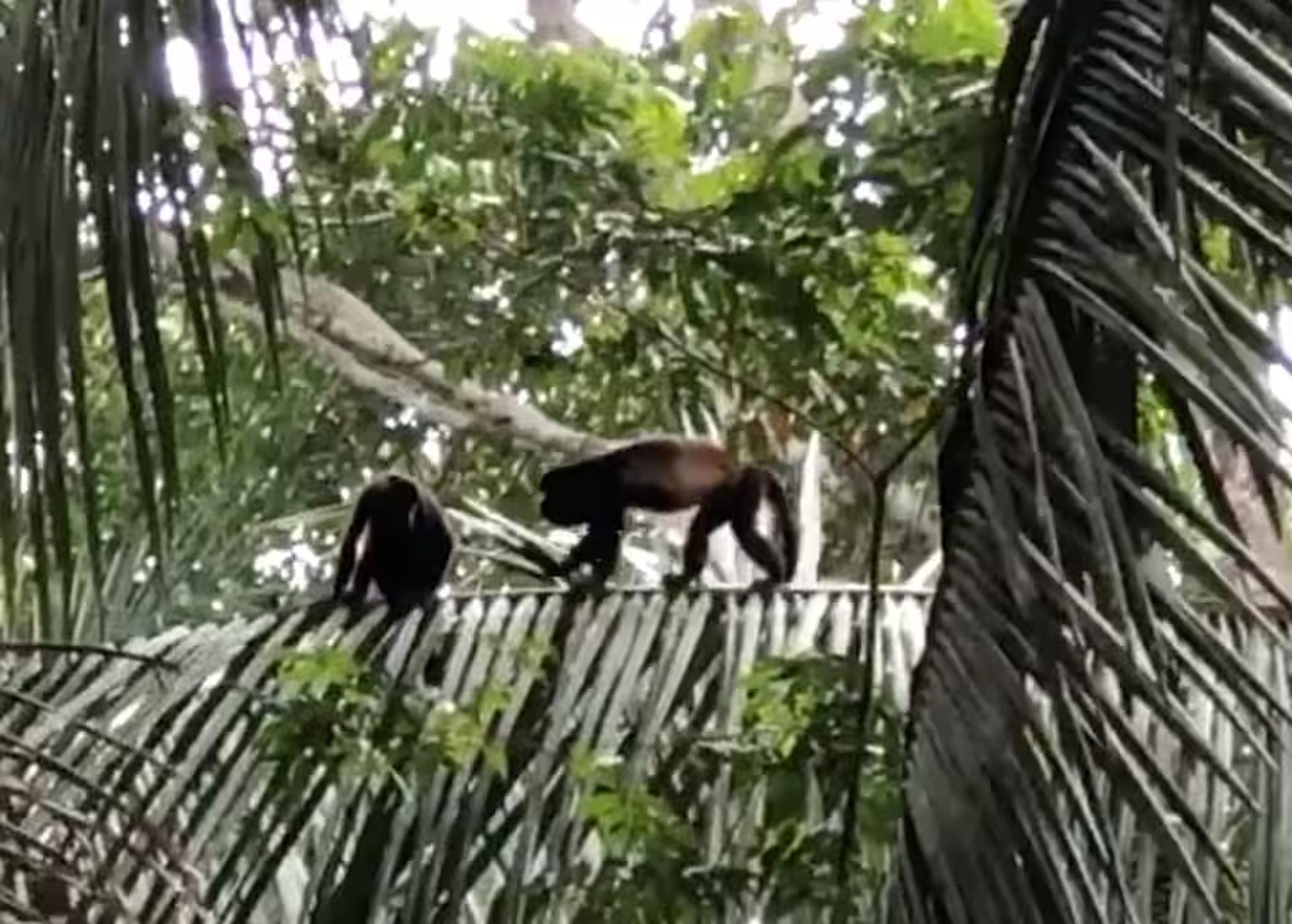 Tropical jungle views with playful monkeys just outside