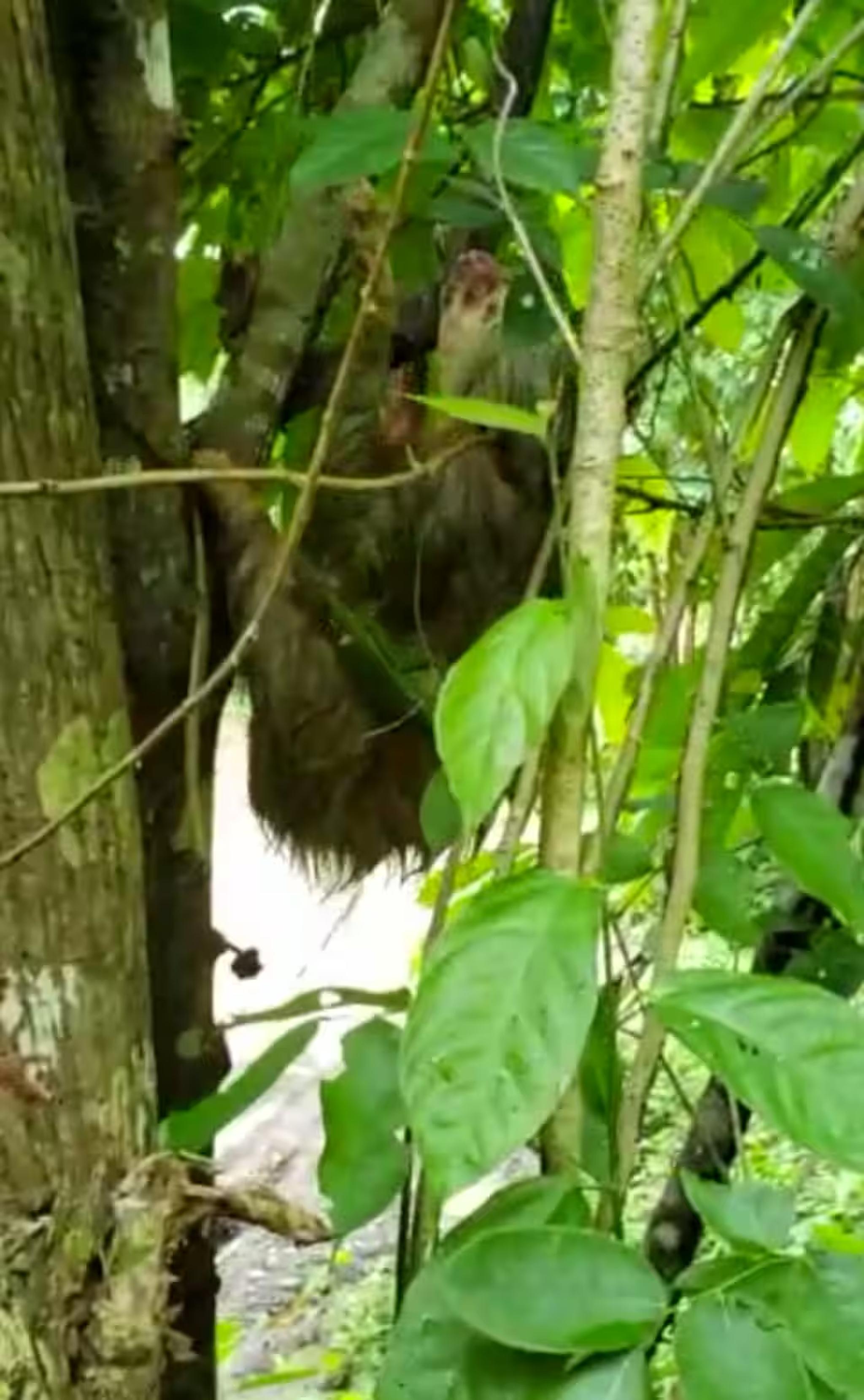 Wild sloth spotted in the lush tropical trees nearby