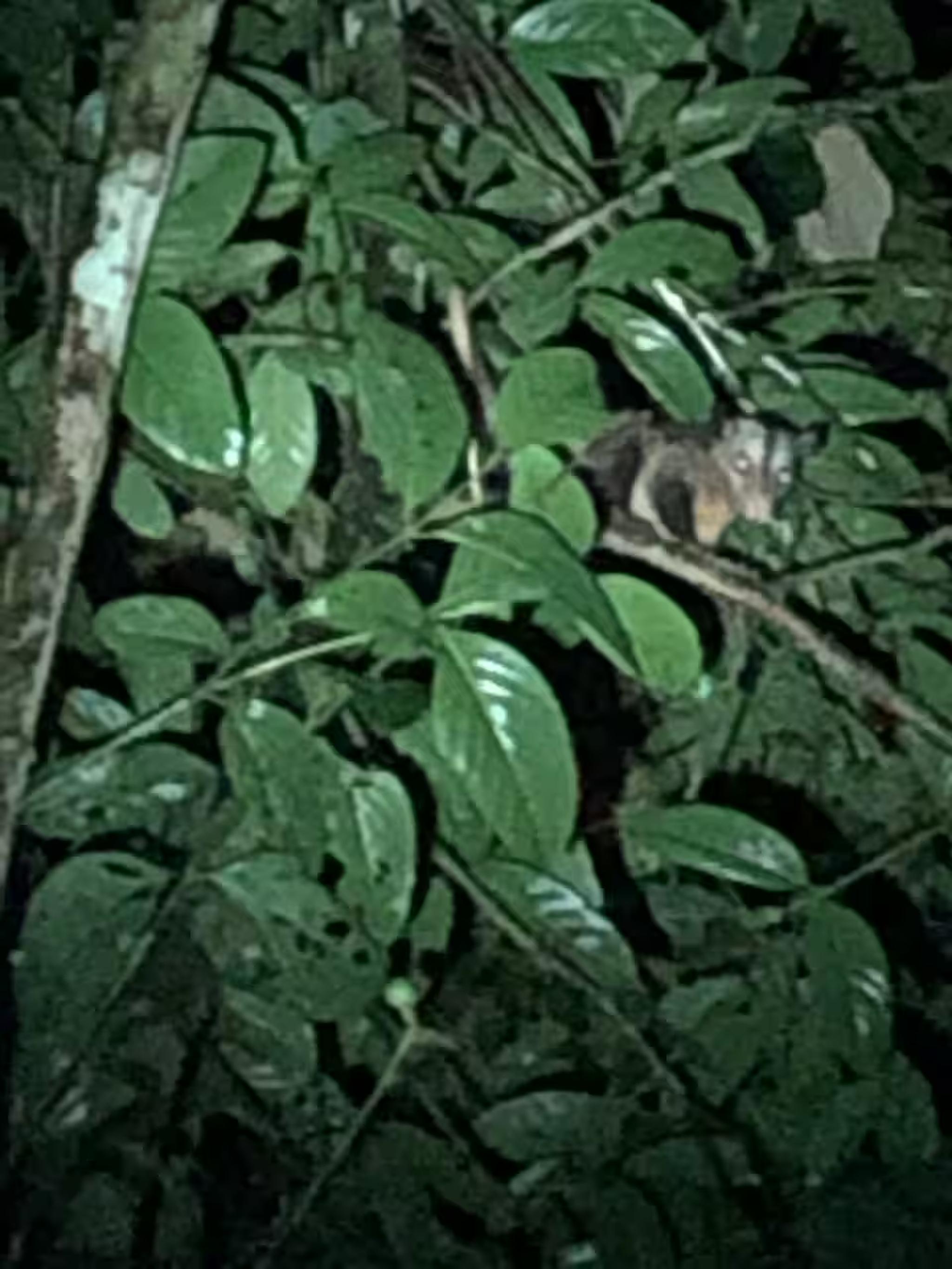 Lush nighttime jungle views with unforgettable wildlife spotting nearby